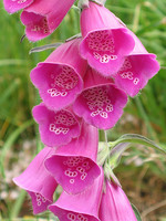 Plantaginaceae