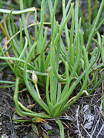 Plantaginaceae