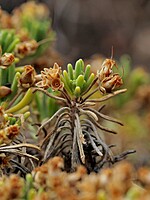 Plantago arborescens