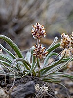 Plantago ovata