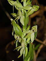 Platanthera azorica