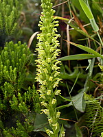 Platanthera micrantha