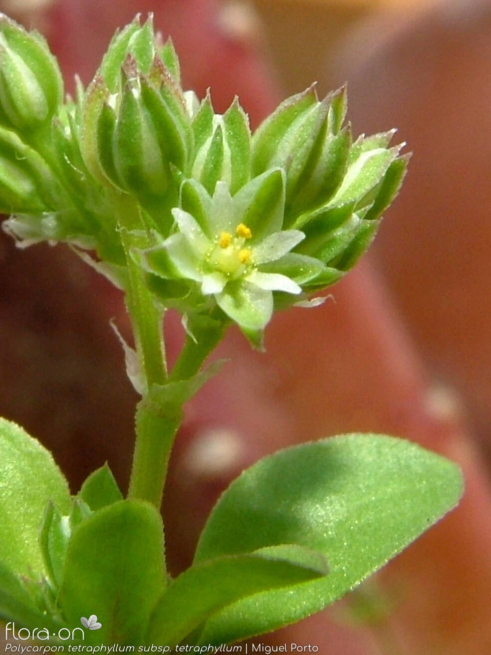 Polycarpon tetraphyllum tetraphyllum - Flor (close-up) | Miguel Porto; CC BY-NC 4.0