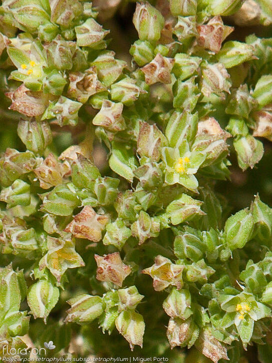 Polycarpon tetraphyllum tetraphyllum - Flor (close-up) | Miguel Porto; CC BY-NC 4.0