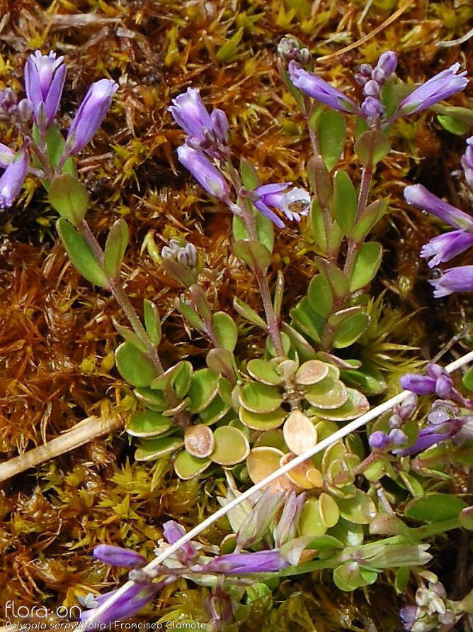 Polygala serpyllifolia - Hábito | Francisco Clamote; CC BY-NC 4.0