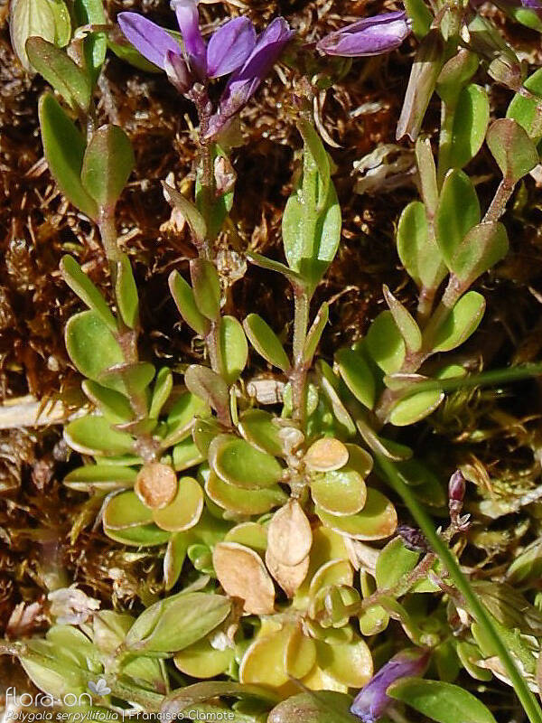 Polygala serpyllifolia - Folha (geral) | Francisco Clamote; CC BY-NC 4.0