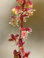 Polygonaceae