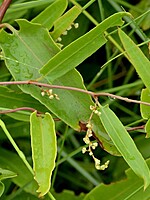 Polygonaceae