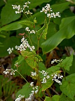 Polygonaceae