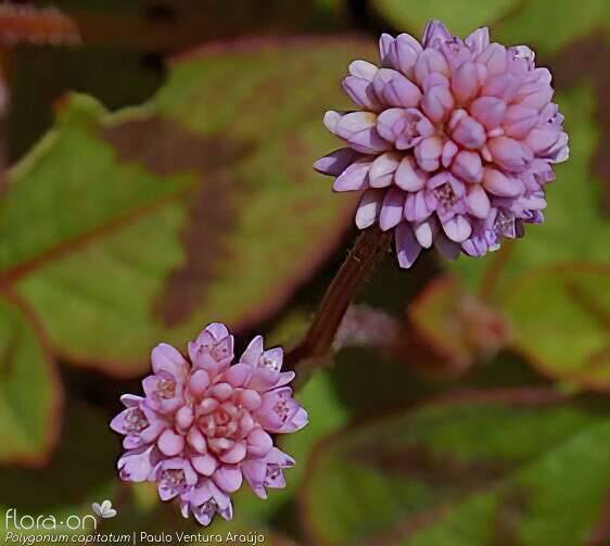 Polygonum capitatum