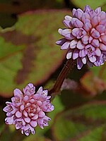 Polygonum capitatum