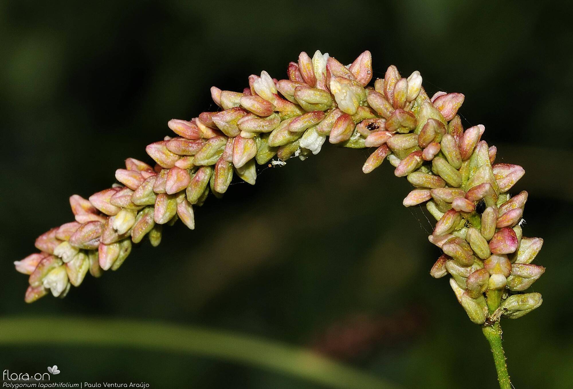 Polygonum lapathifolium - Flor (close-up) | Paulo Ventura Araújo; CC BY-NC 4.0