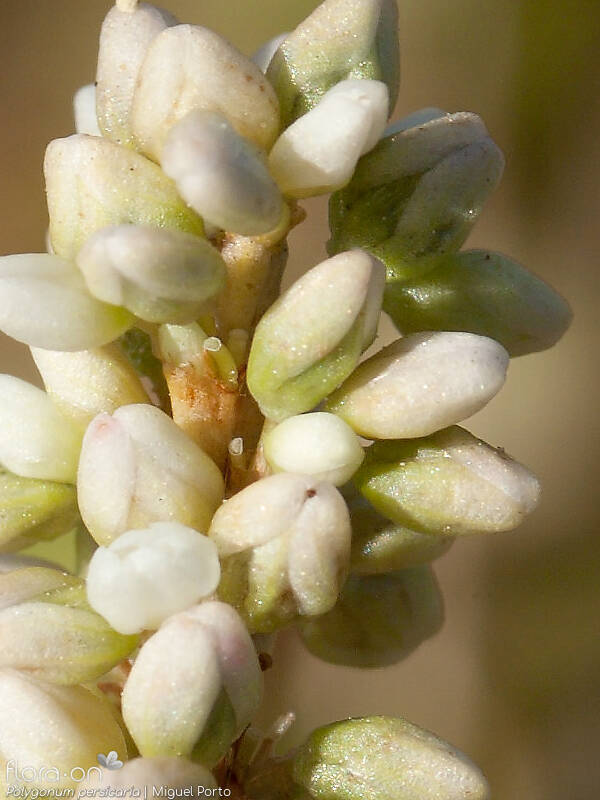 Polygonum persicaria - Flor (close-up) | Miguel Porto; CC BY-NC 4.0