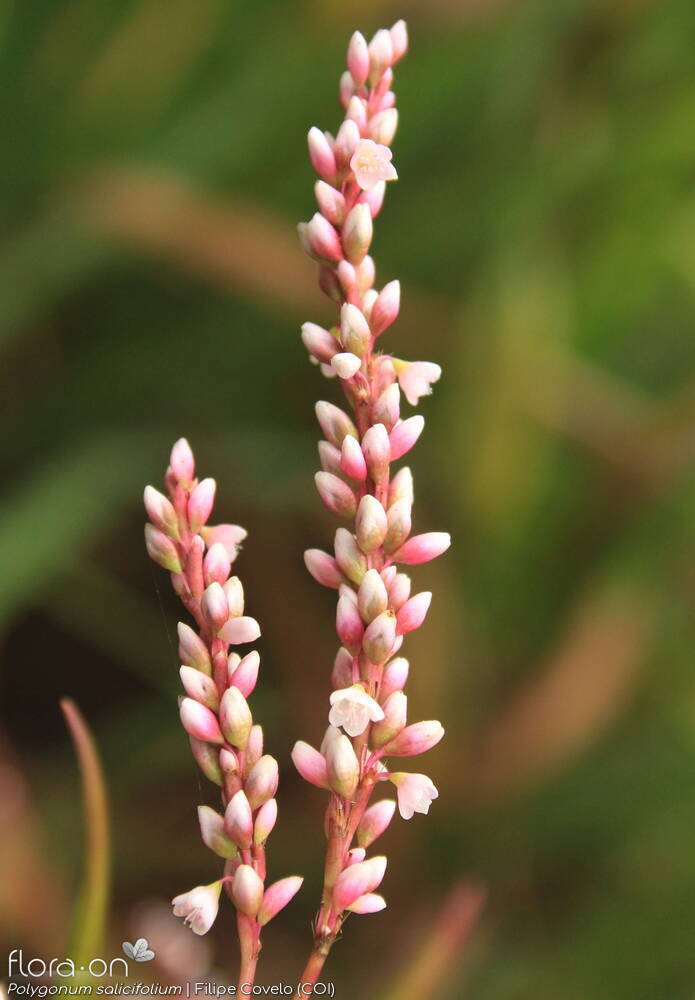 Polygonum salicifolium