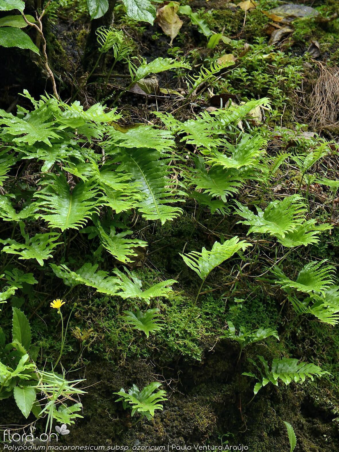 Polypodium macaronesicum azoricum -  | Paulo Ventura Araújo; CC BY-NC 4.0