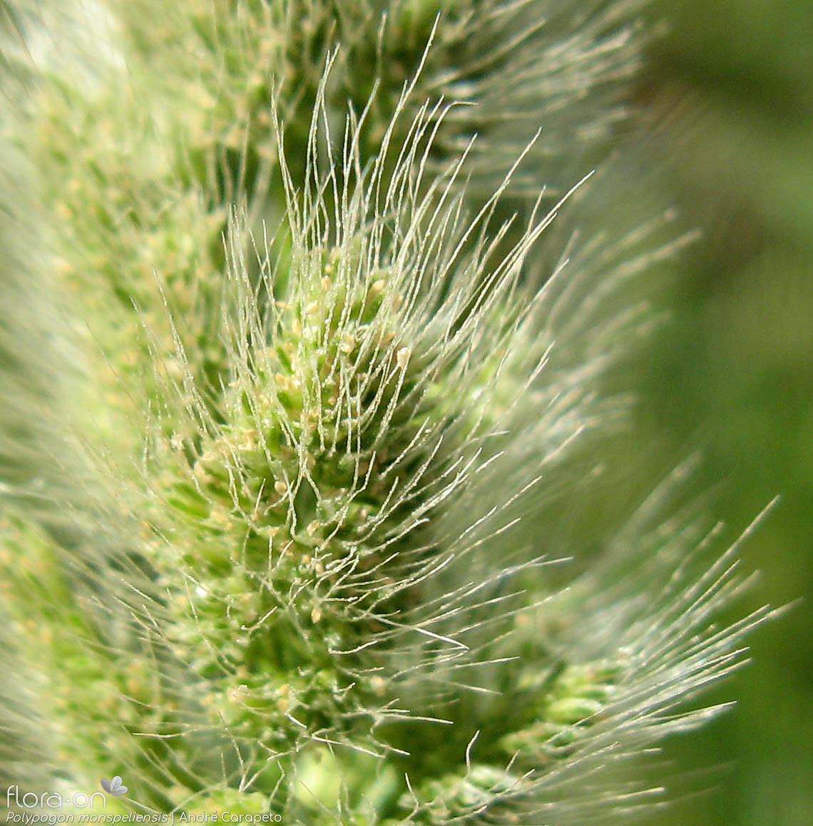 Polypogon monspeliensis - Flor (close-up) | André Carapeto; CC BY-NC 4.0