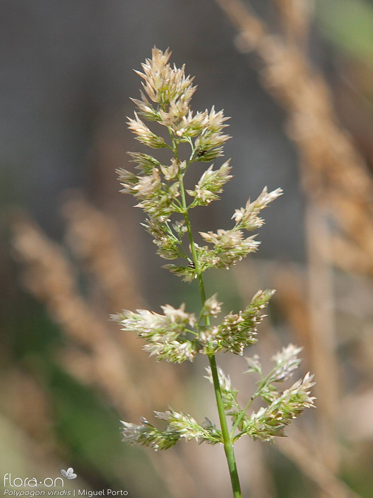 Polypogon viridis - Flor (geral) | Miguel Porto; CC BY-NC 4.0