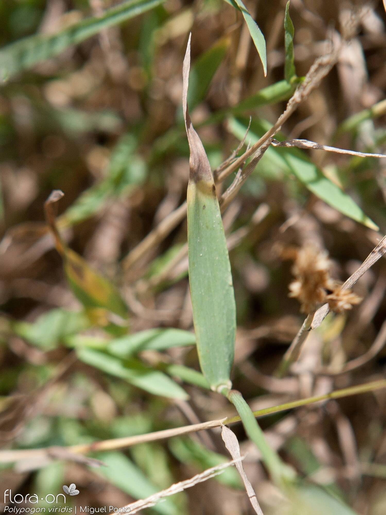 Polypogon viridis - Folha | Miguel Porto; CC BY-NC 4.0