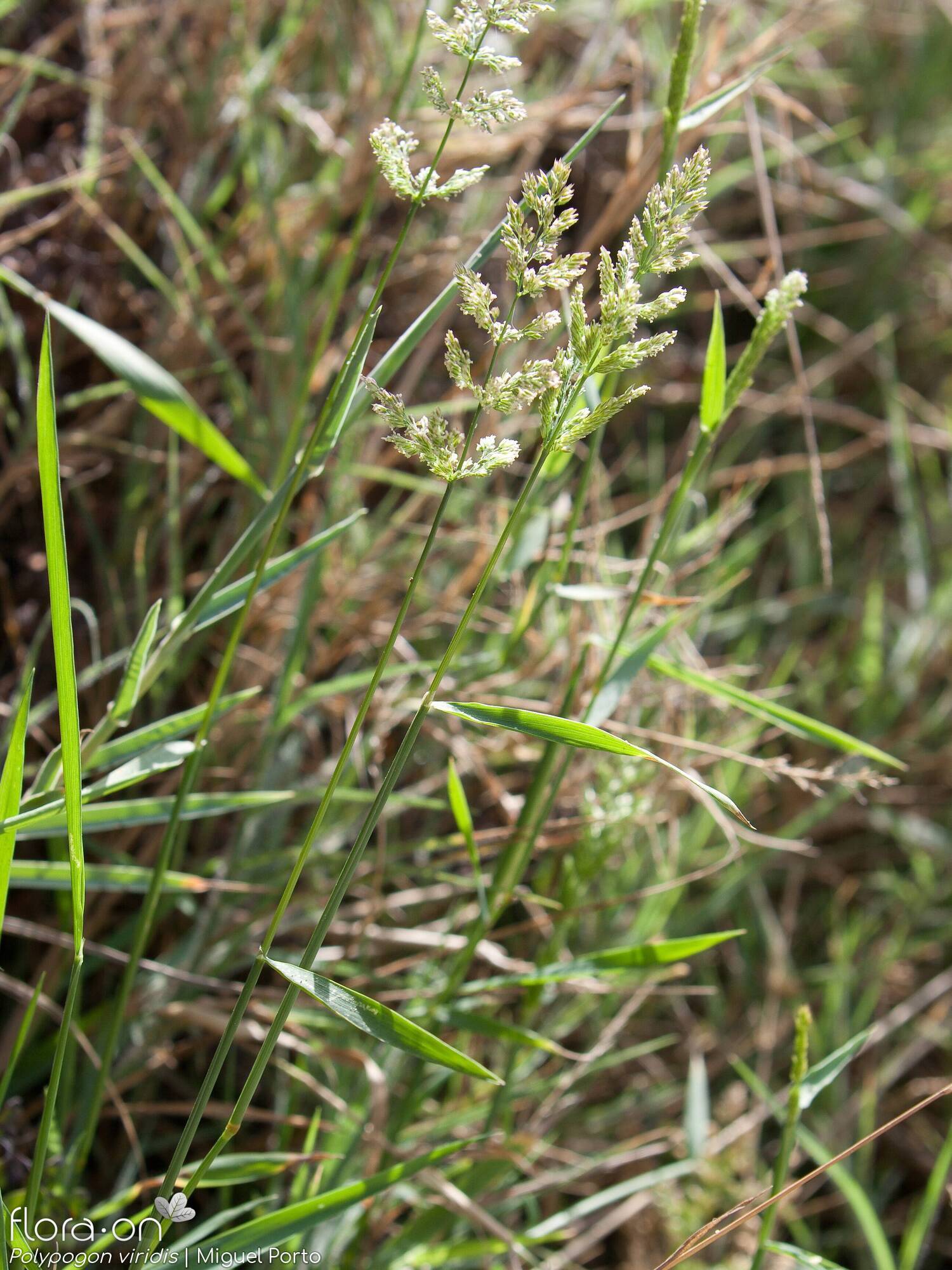 Polypogon viridis - Hábito | Miguel Porto; CC BY-NC 4.0