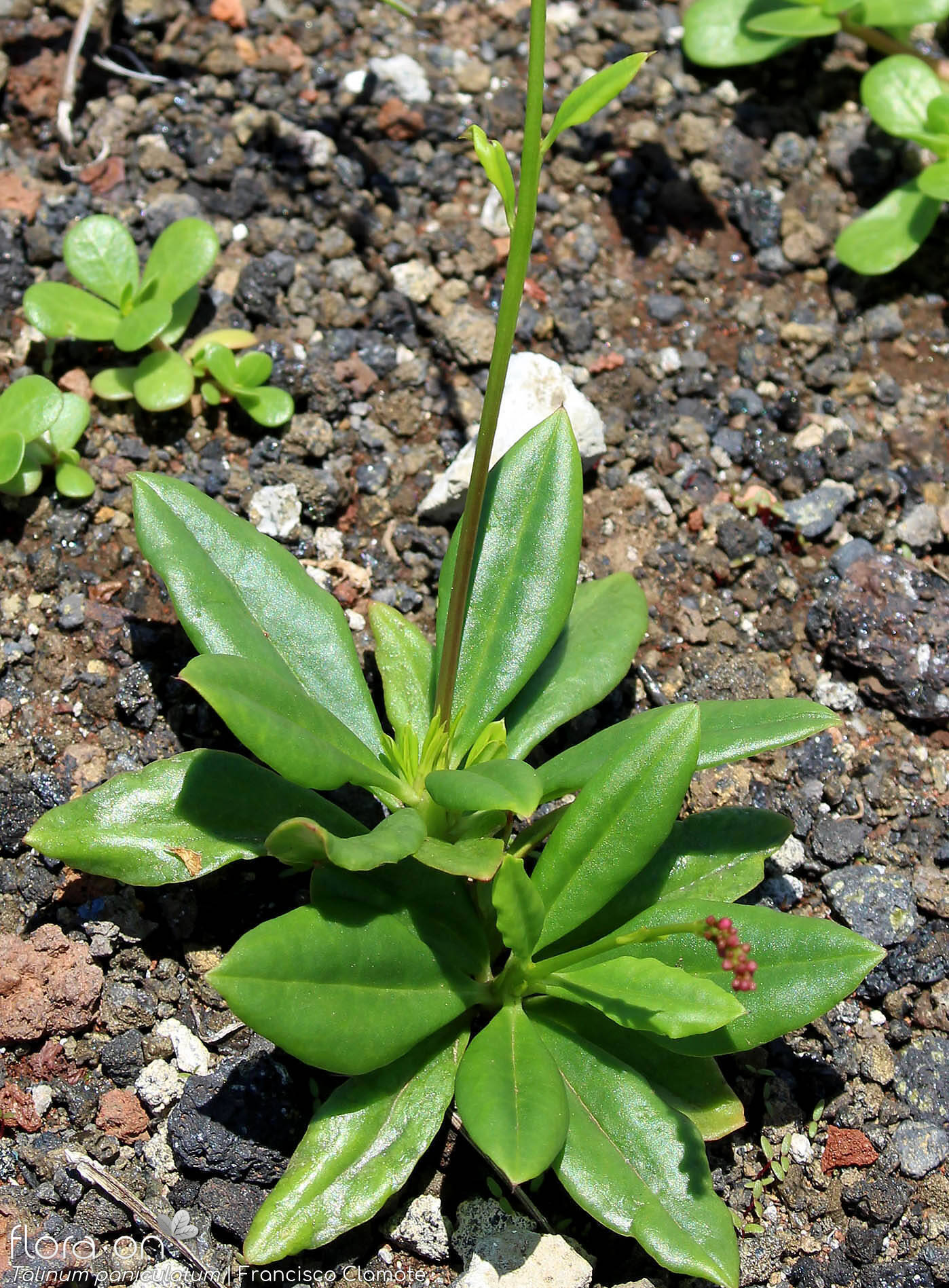 Portulacaceae