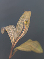 Potamogeton coloratus