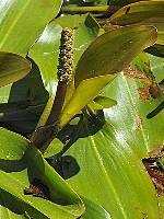Potamogetonaceae