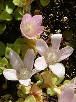 Primulaceae