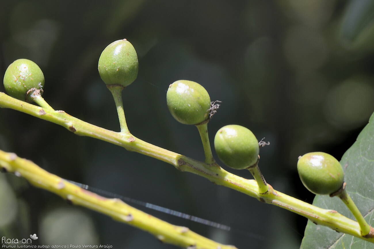 Prunus lusitanica azorica -  | Paulo Ventura Araújo; CC BY-NC 4.0