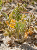 Pseudorlaya minuscula