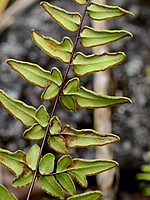 Pteridaceae