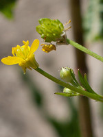 Ranunculaceae