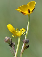 Ranunculaceae