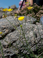Ranunculus bupleuroides