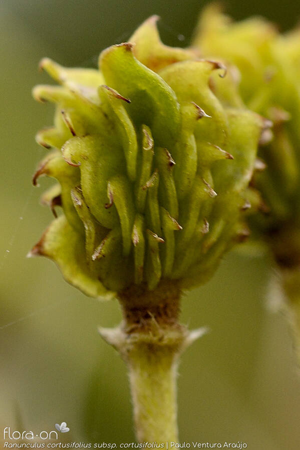 Ranunculus cortusifolius cortusifolius -  | Paulo Ventura Araújo; CC BY-NC 4.0