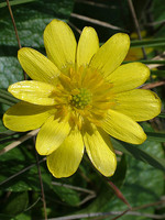 Ranunculus ficaria