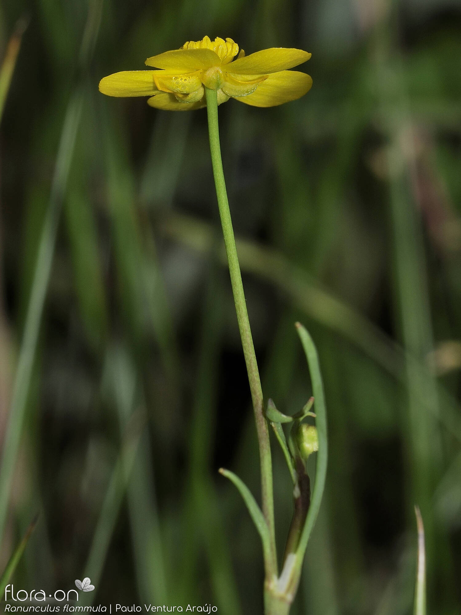 Ranunculus flammula - Flor (geral) | Paulo Ventura Araújo; CC BY-NC 4.0