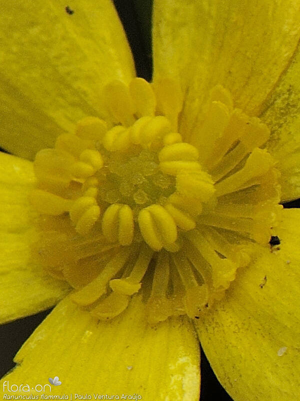 Ranunculus flammula - Estruturas reprodutoras | Paulo Ventura Araújo; CC BY-NC 4.0