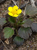 Ranunculus gregarius