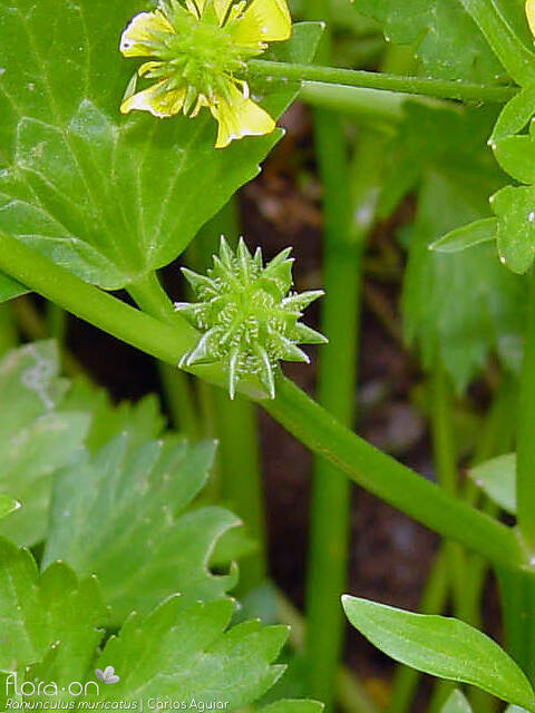Ranunculus muricatus - Fruto | Carlos Aguiar; CC BY-NC 4.0