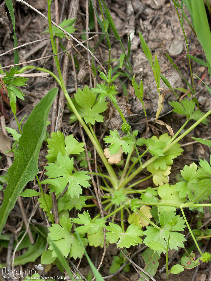 Ranunculus parviflorus - Hábito | Miguel Porto; CC BY-NC 4.0