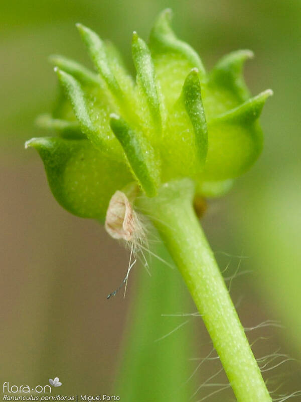 Ranunculus parviflorus - Fruto | Miguel Porto; CC BY-NC 4.0