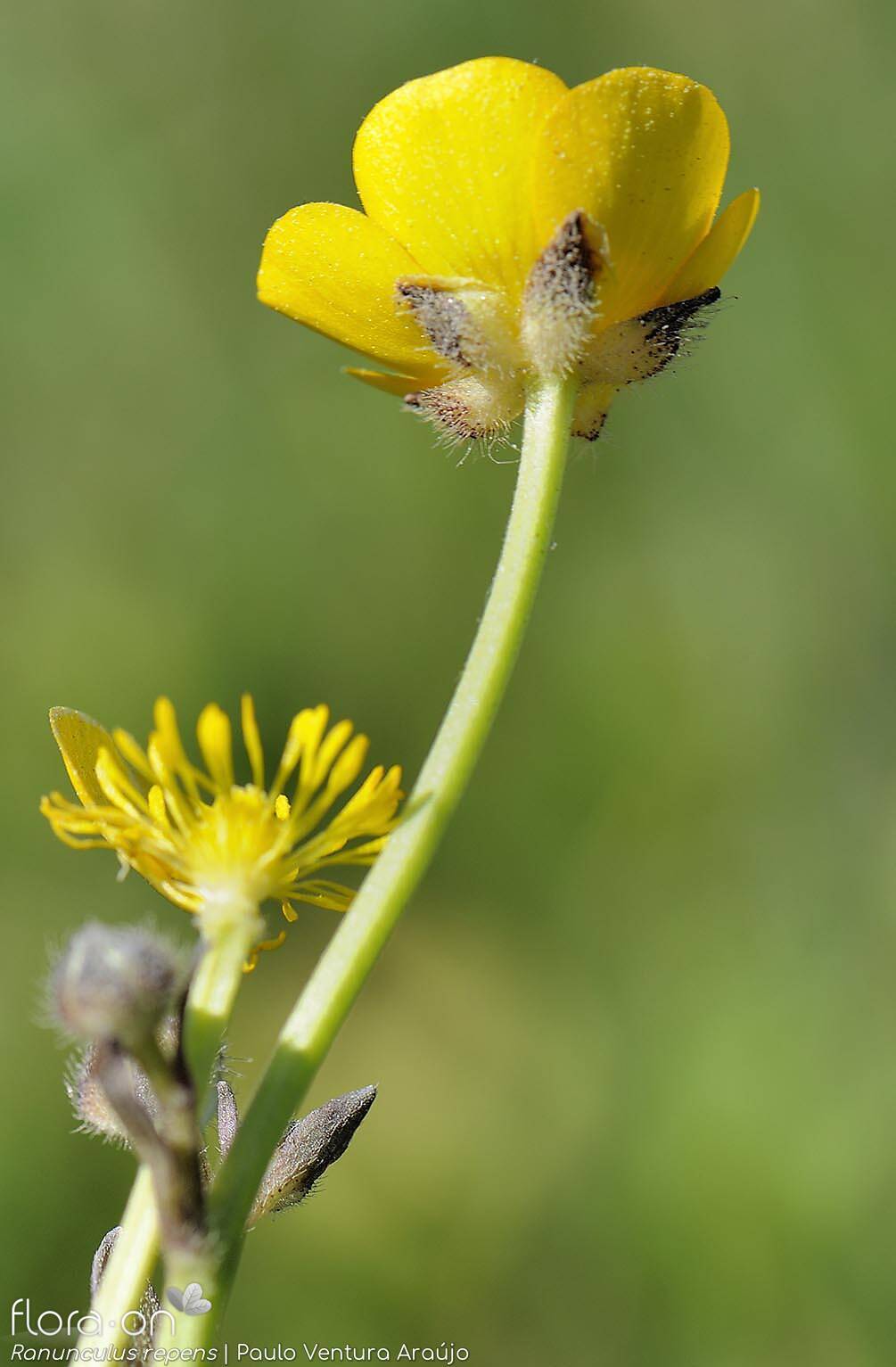 Ranunculus repens - Flor (geral) | Paulo Ventura Araújo; CC BY-NC 4.0