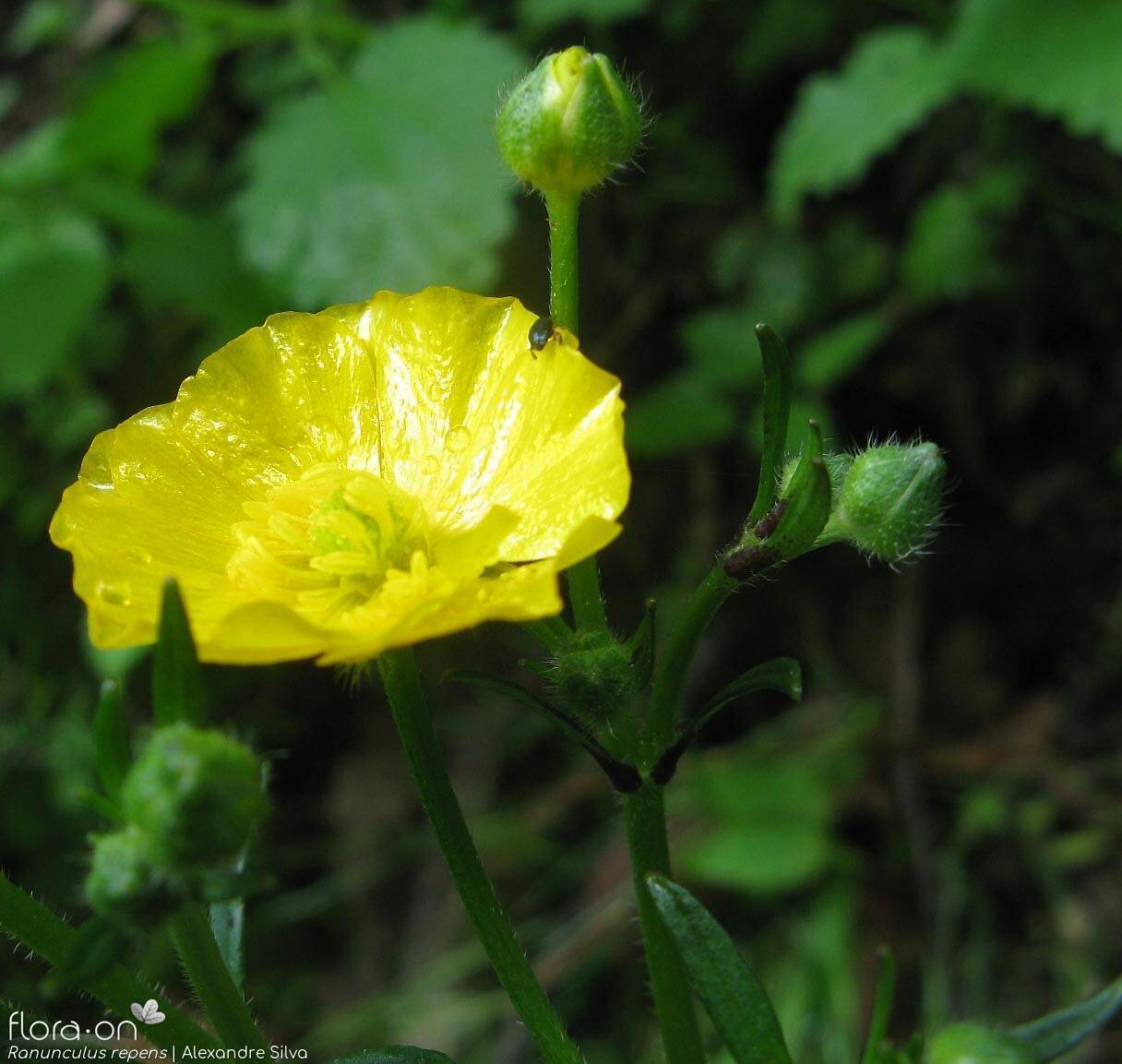 Ranunculus repens - Flor (close-up) | Alexandre Silva; CC BY-NC 4.0