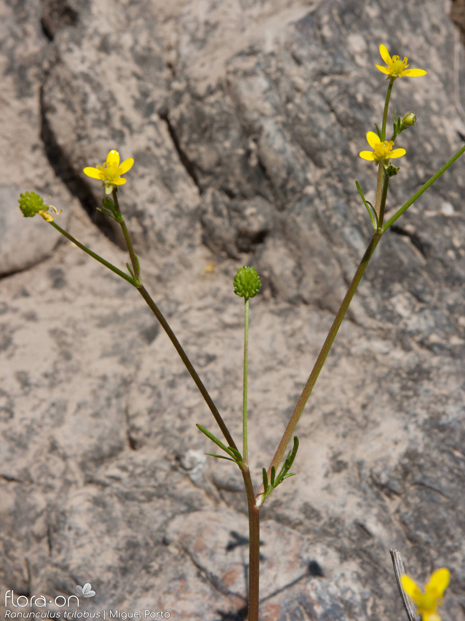 Ranunculus trilobus - Flor (geral) | Miguel Porto; CC BY-NC 4.0