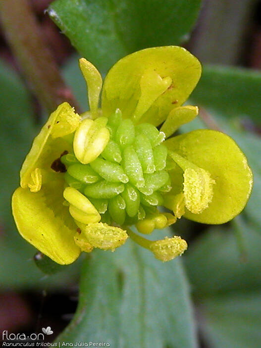 Ranunculus trilobus - Flor (close-up) | Ana Júlia Pereira; CC BY-NC 4.0