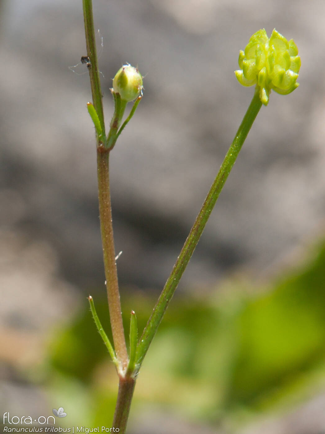 Ranunculus trilobus - Caule | Miguel Porto; CC BY-NC 4.0