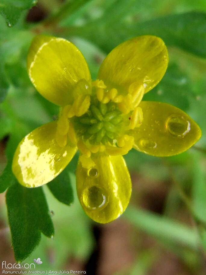 Ranunculus trilobus - Flor (close-up) | Ana Júlia Pereira; CC BY-NC 4.0