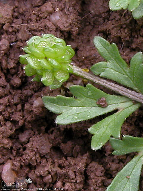 Ranunculus trilobus - Fruto | Ana Júlia Pereira; CC BY-NC 4.0