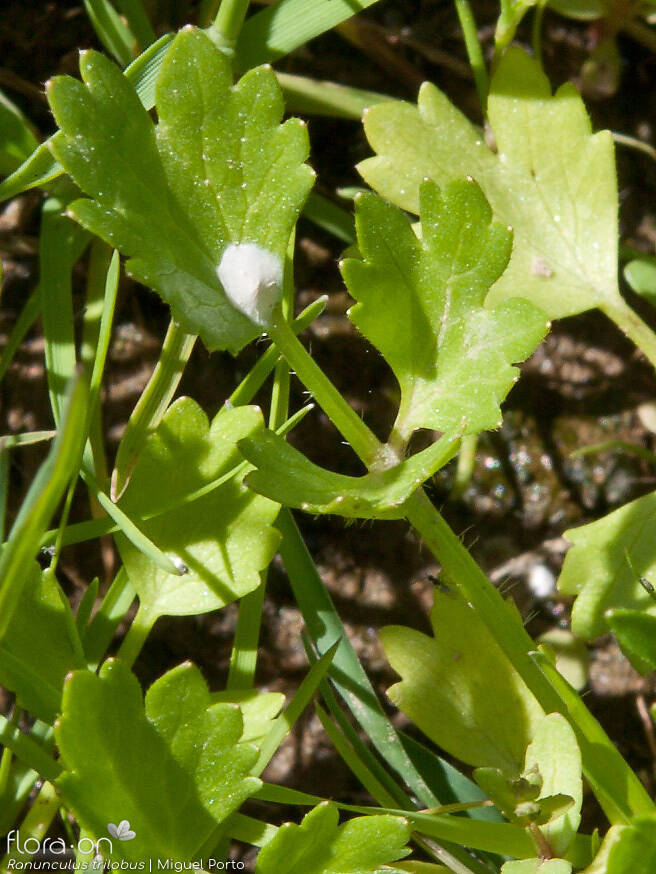 Ranunculus trilobus - Folha | Miguel Porto; CC BY-NC 4.0