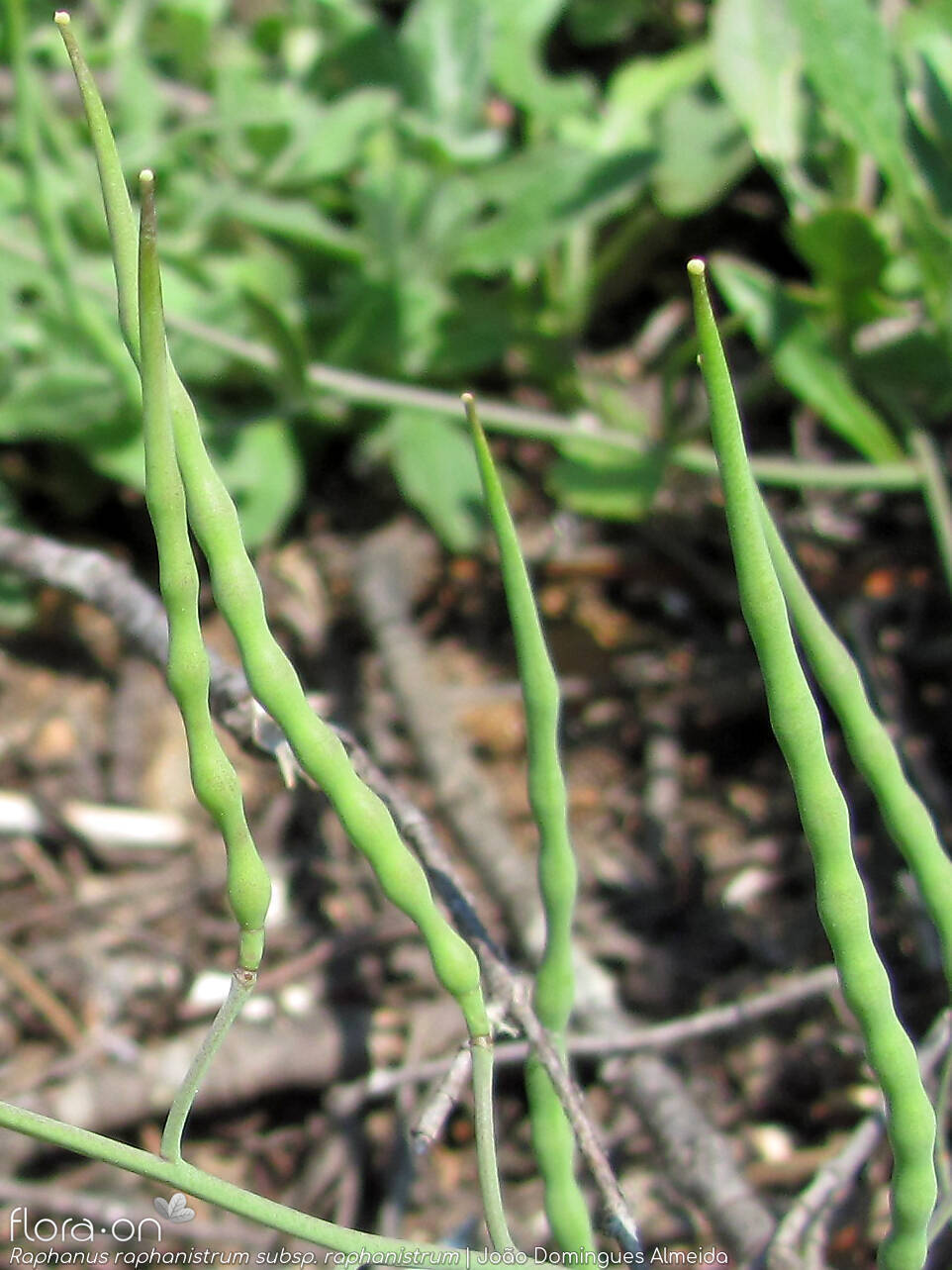 Raphanus raphanistrum raphanistrum - Fruto | João Domingues Almeida; CC BY-NC 4.0